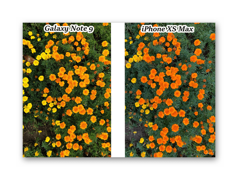 Сравнение передачи цветов на фотографиях на iPhone XS Max и Galaxy Note 9